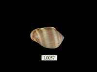 藏品(鼬耳螺)的圖片